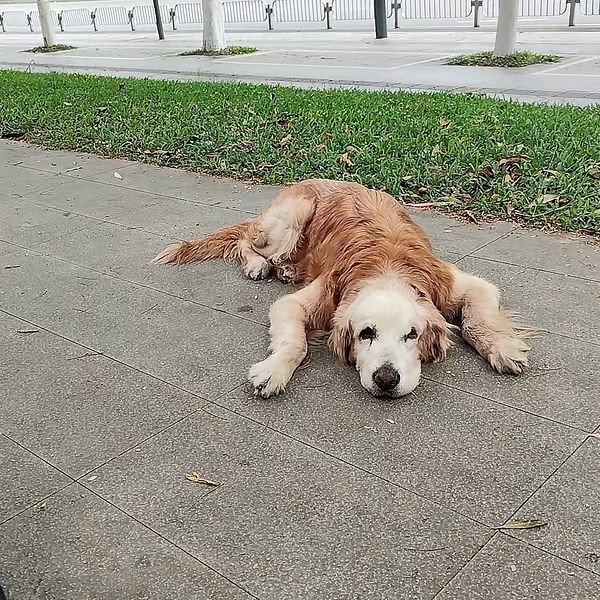 An old golden retriever with a white face lies flat on a paved path, head on his paws, looking at the camera.