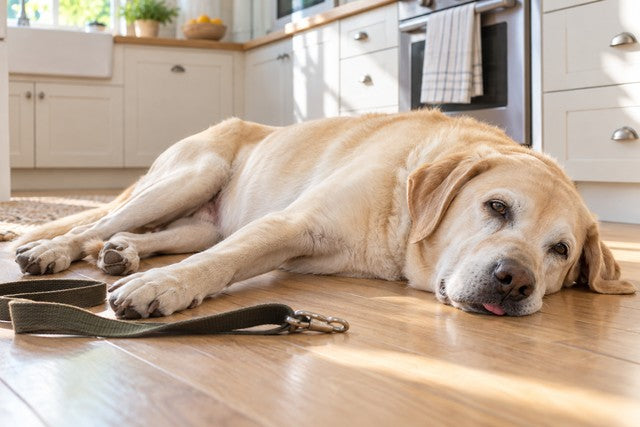 Illustrative image: an old pale yellow Labrador lying flat out on his side on a bright kitchen floor with his eyes half open and a leash coiled beside him, worn out after a walk