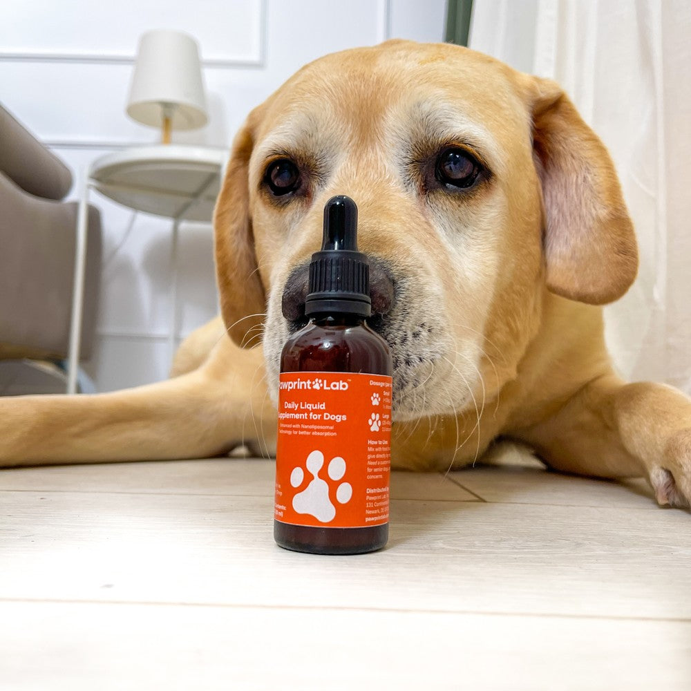 A yellow Labrador with a pale muzzle lying on the floor of a bright living room with a bottle of Pawprint Protocol beside him