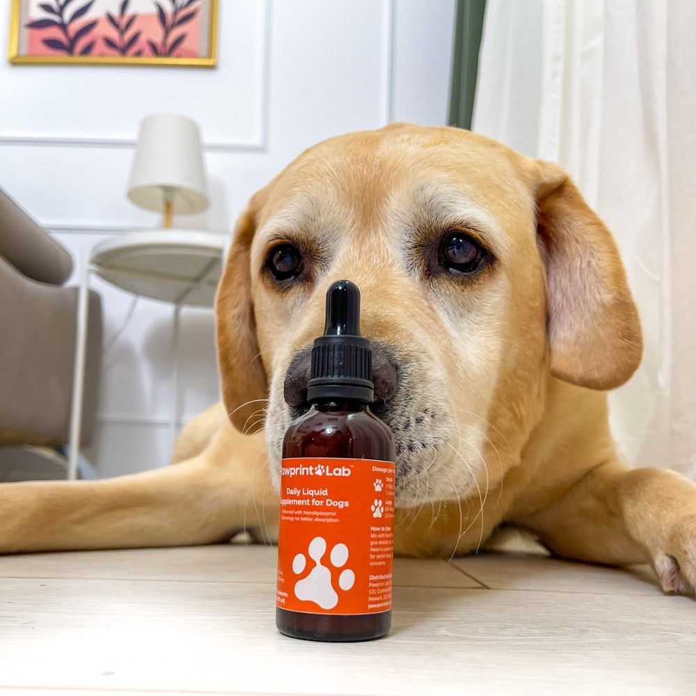 A yellow Labrador lies behind a bottle of Pawprint Protocol, nose almost touching it.