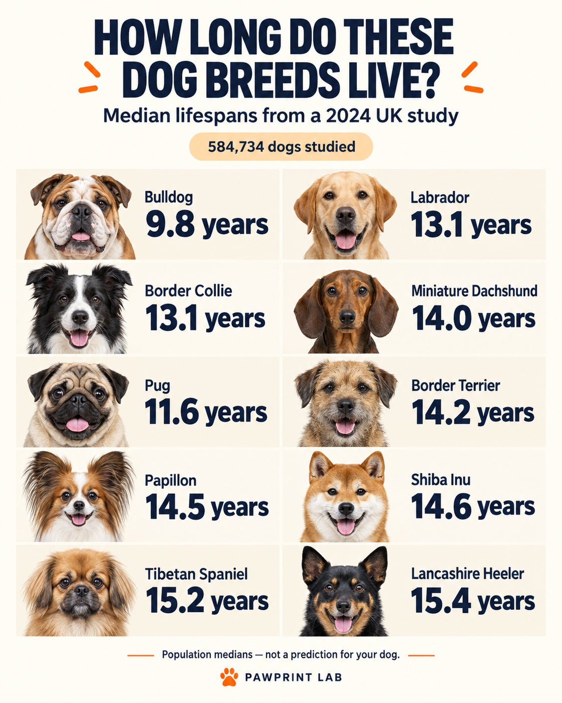 Median lifespans for the ten dog breeds in this article