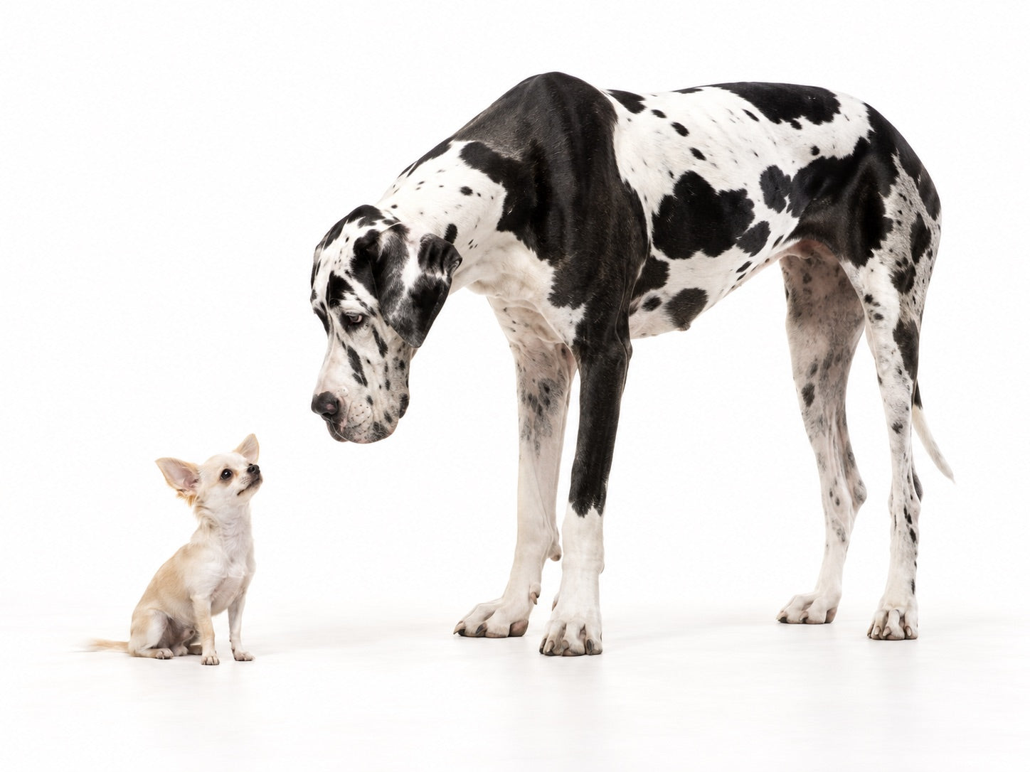 A tall Great Dane looking down at a tiny Chihuahua on a white background