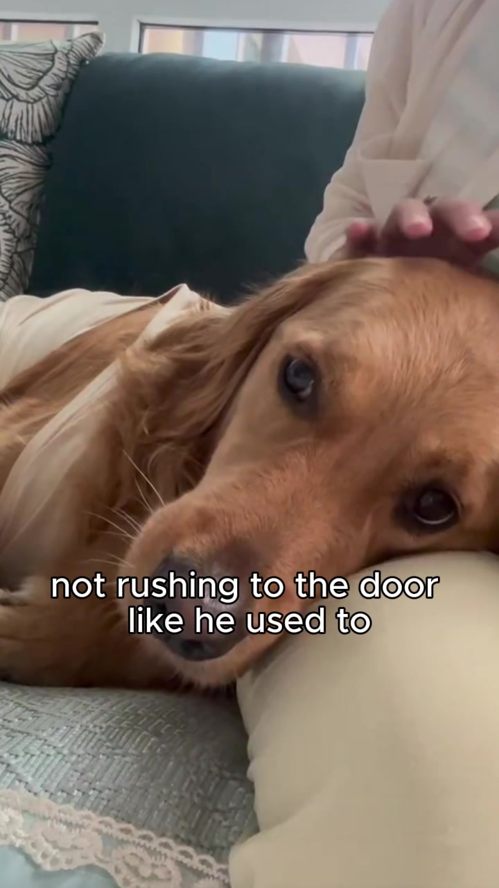 A resting Golden Retriever being stroked in the selected July story video