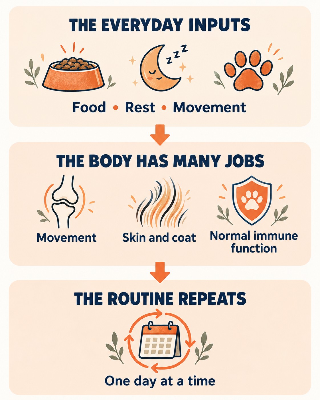 Everyday inputs, the body’s many jobs and a routine that repeats one day at a time.