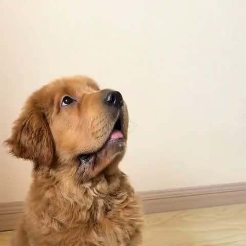 A golden puppy looks up expectantly.