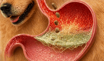 Animated illustration of a dog's stomach during digestion