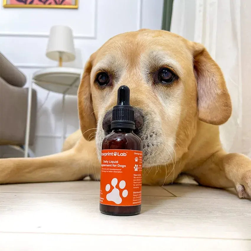 Un labrador jaune repose son menton derrière un flacon de Pelux Protocol.