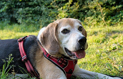 Beagle breed portrait