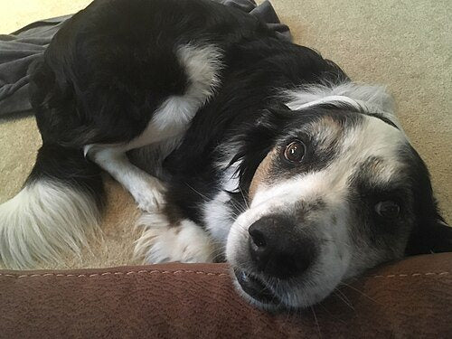 Border Collie breed portrait