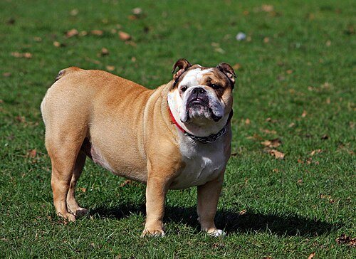Bulldog breed portrait