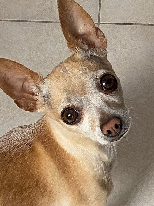 Chihuahua breed portrait