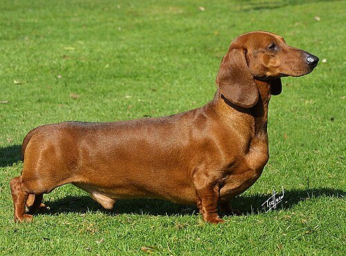 Dachshund breed portrait