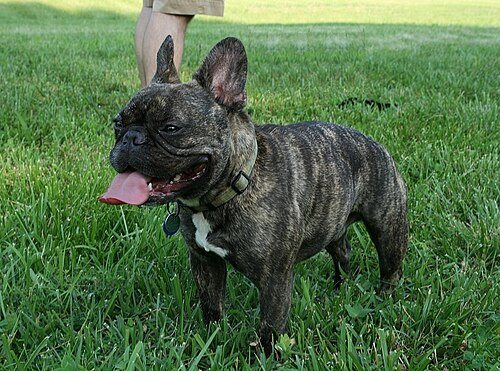 French Bulldog breed portrait