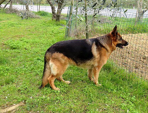 German Shepherd Dog breed portrait