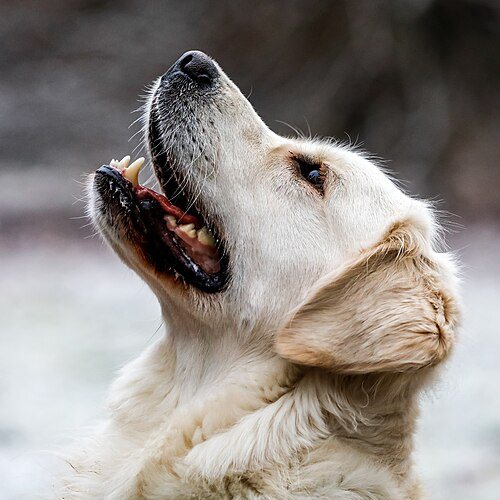 Golden Retriever breed portrait