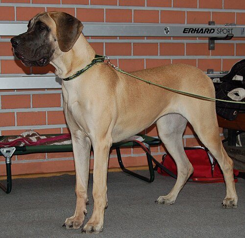 Great Dane breed portrait