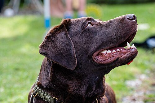 Labrador Retriever breed portrait
