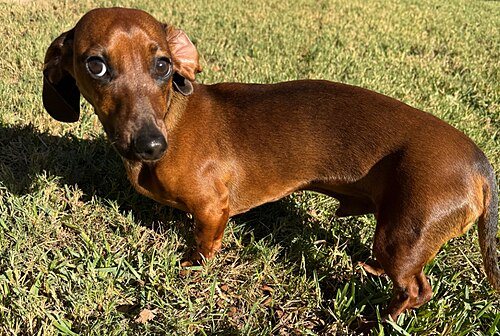 Miniature Dachshund breed portrait