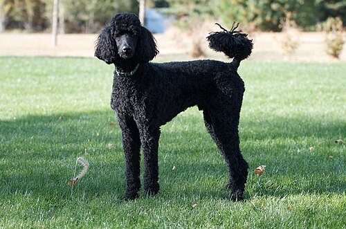 Poodle breed portrait