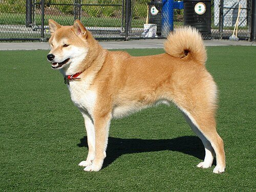 Shiba Inu breed portrait