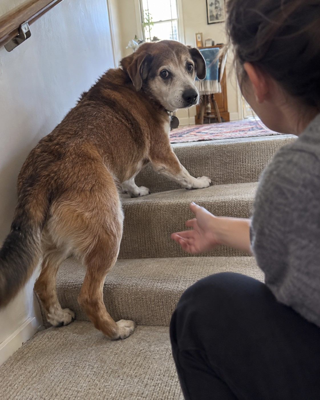 Older dog pauses on stairs as a caregiver moves close to help