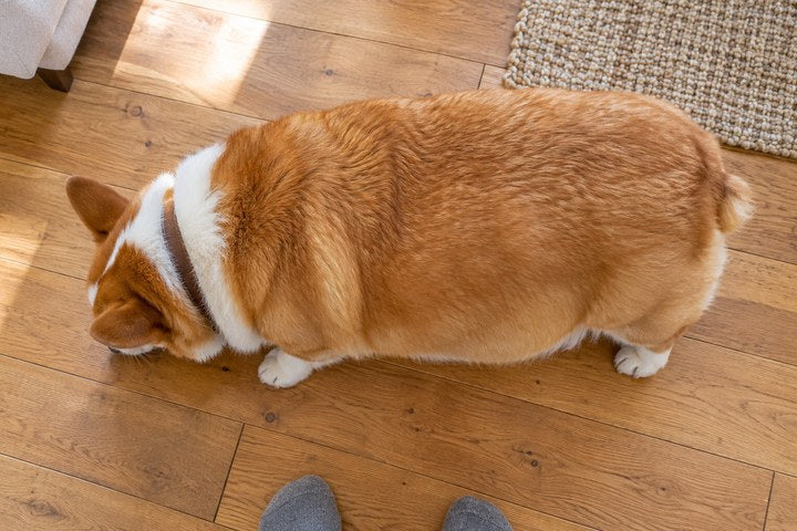 Illustration: seen from directly above, a heavy red-and-white corgi stands on a wooden floor with his head lowered, his whole back one wide, even shape from his shoulders to his hips with no waist; the toes of an owner’s gray socks show at the bottom edge